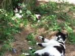 Cats Cats